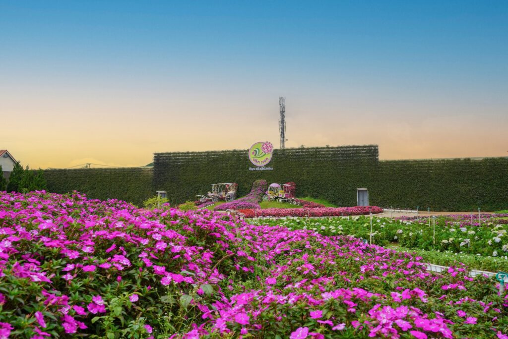 Những mùa hoa đẹp nhất ở Đà Lạt – Khi thành phố ngàn hoa thay áo bốn mùa