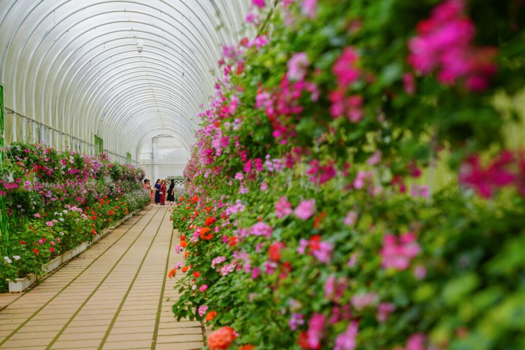 Những mùa hoa đẹp nhất ở Đà Lạt – Khi thành phố ngàn hoa thay áo bốn mùa