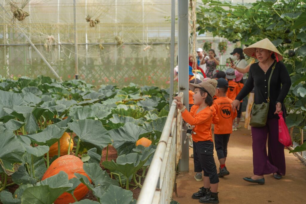 Vườn bí khổng lồ ở Đà Lạt