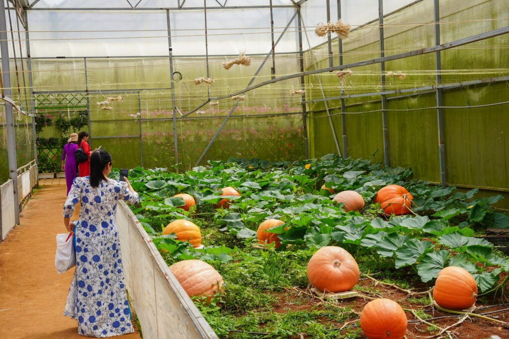 Vườn bí khổng lồ ở Đà Lạt