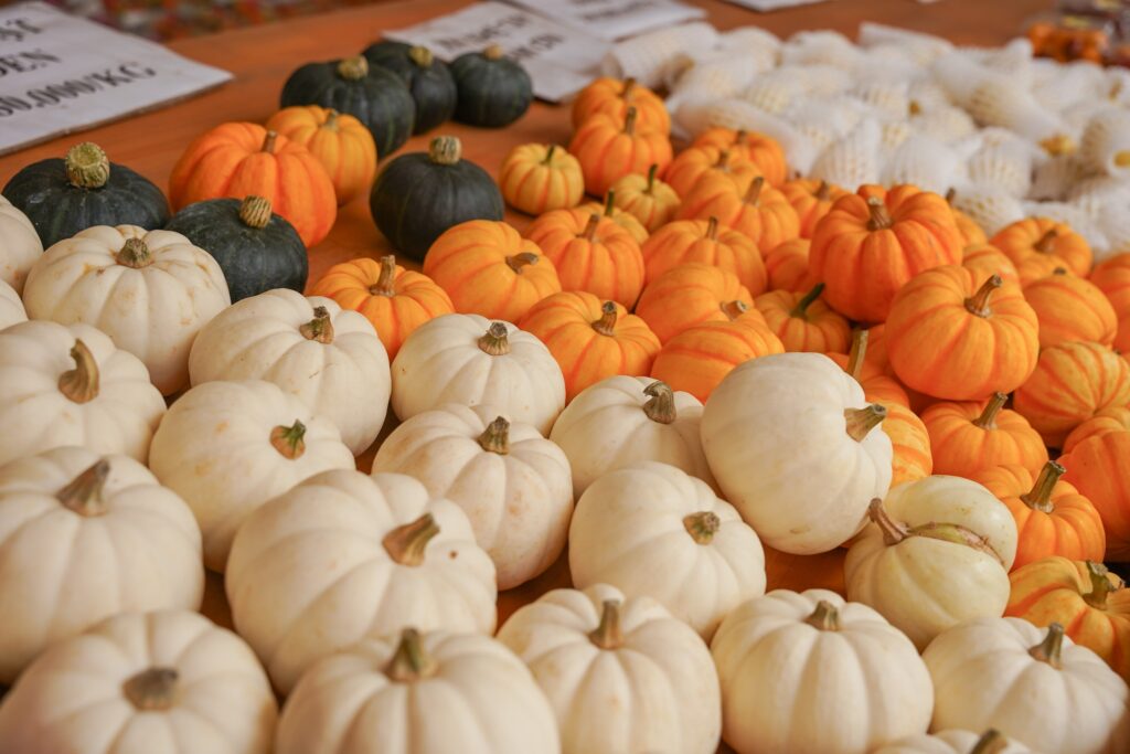 Vườn bí khổng lồ ở Đà Lạt