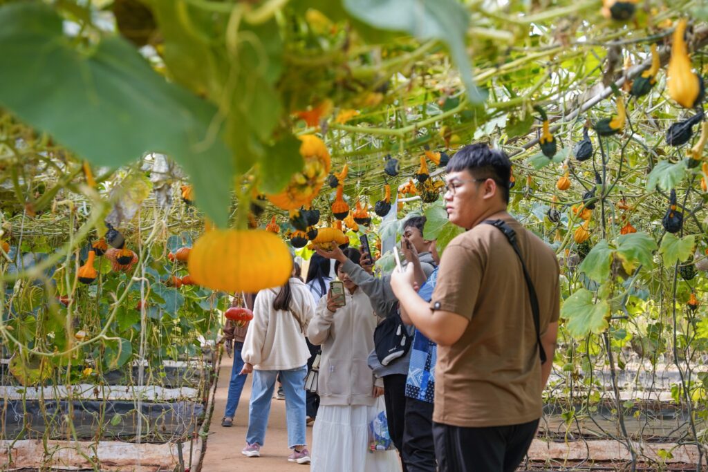 Vườn bí khổng lồ ở Đà Lạt