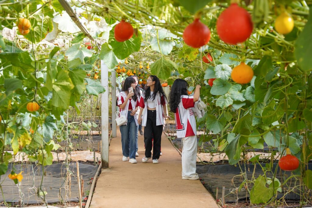 Vườn bí khổng lồ ở Đà Lạt