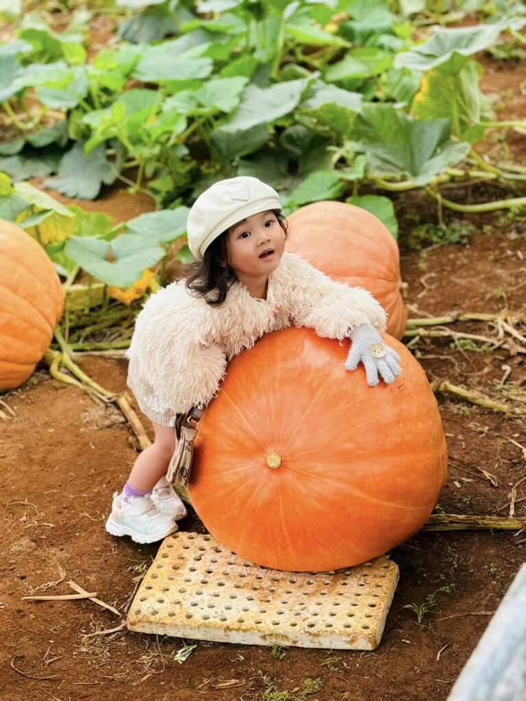 Vườn bí khổng lồ ở Đà Lạt