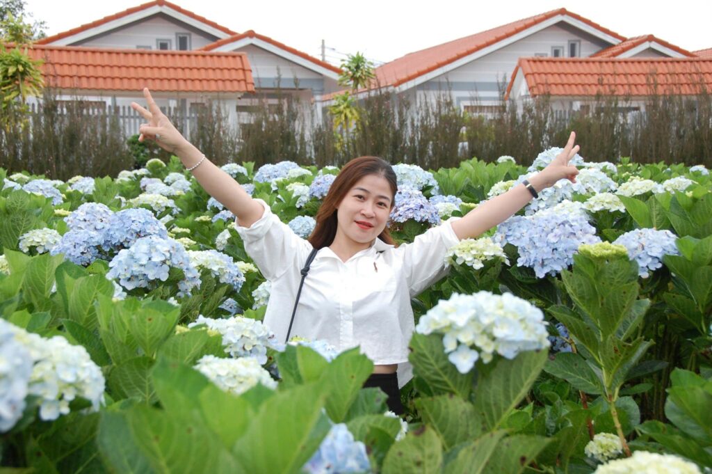 Khám phá vườn hoa cẩm tú cầu lớn nhất Đà Lạt tại KDL Vạn Hoa