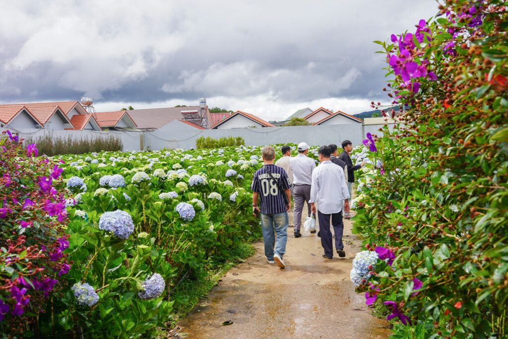 Khám phá vườn hoa cẩm tú cầu lớn nhất Đà Lạt tại KDL Vạn Hoa
