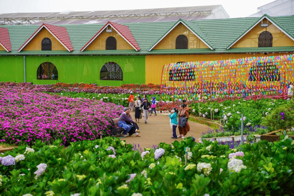 Khám phá vườn hoa cẩm tú cầu lớn nhất Đà Lạt tại KDL Vạn Hoa