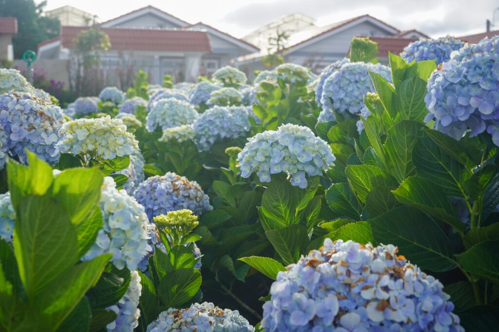 Khám phá vườn hoa cẩm tú cầu lớn nhất Đà Lạt tại KDL Vạn Hoa