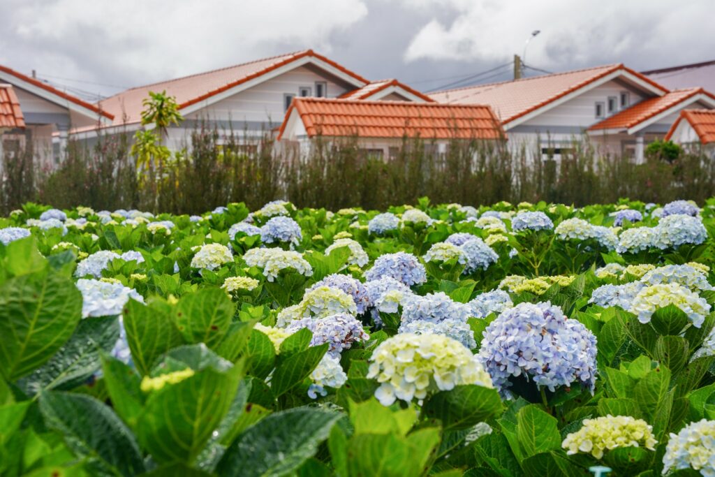 Khám phá vườn hoa cẩm tú cầu lớn nhất Đà Lạt tại KDL Vạn Hoa