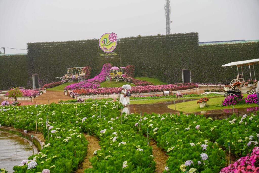 Khám phá vườn hoa cẩm tú cầu lớn nhất Đà Lạt tại KDL Vạn Hoa