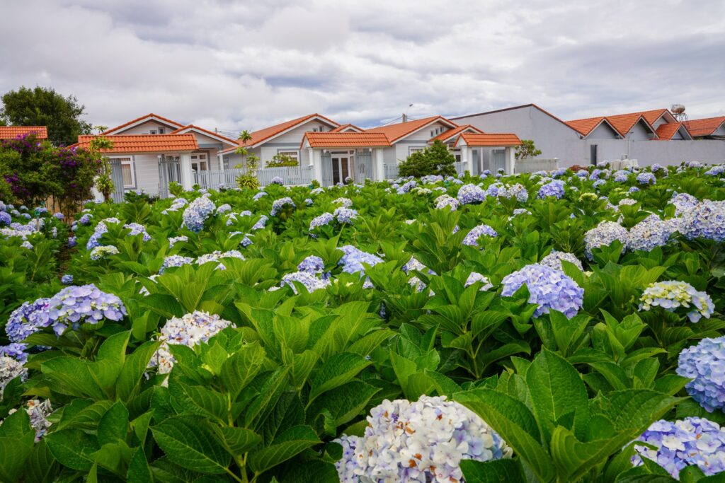 Khám phá vườn hoa cẩm tú cầu lớn nhất Đà Lạt tại KDL Vạn Hoa