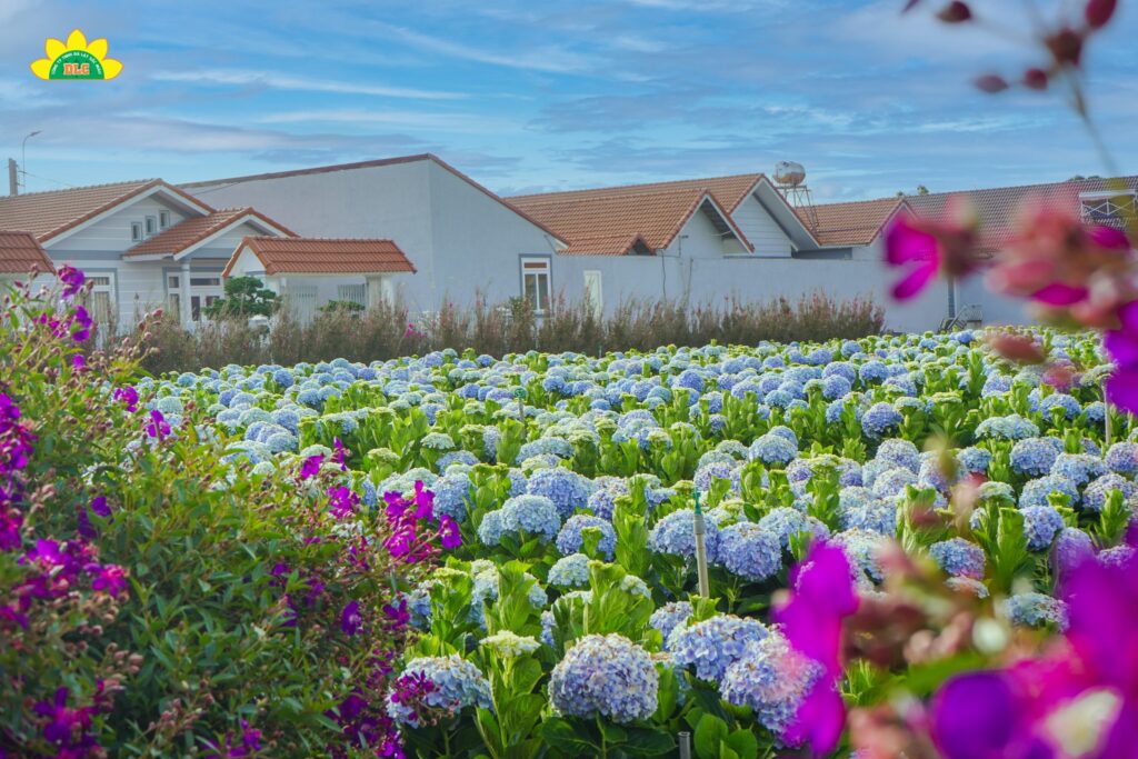 Khám phá vườn hoa cẩm tú cầu lớn nhất Đà Lạt tại KDL Vạn Hoa