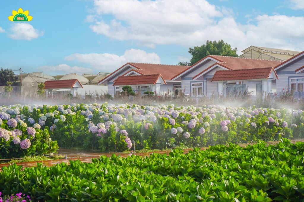 Khám phá vườn hoa cẩm tú cầu lớn nhất Đà Lạt tại KDL Vạn Hoa