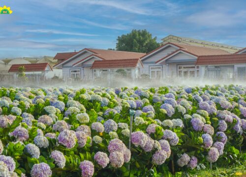 Check-in tại vườn hoa cẩm tú cầu lớn nhất Đà Lạt tại KDL Vạn Hoa