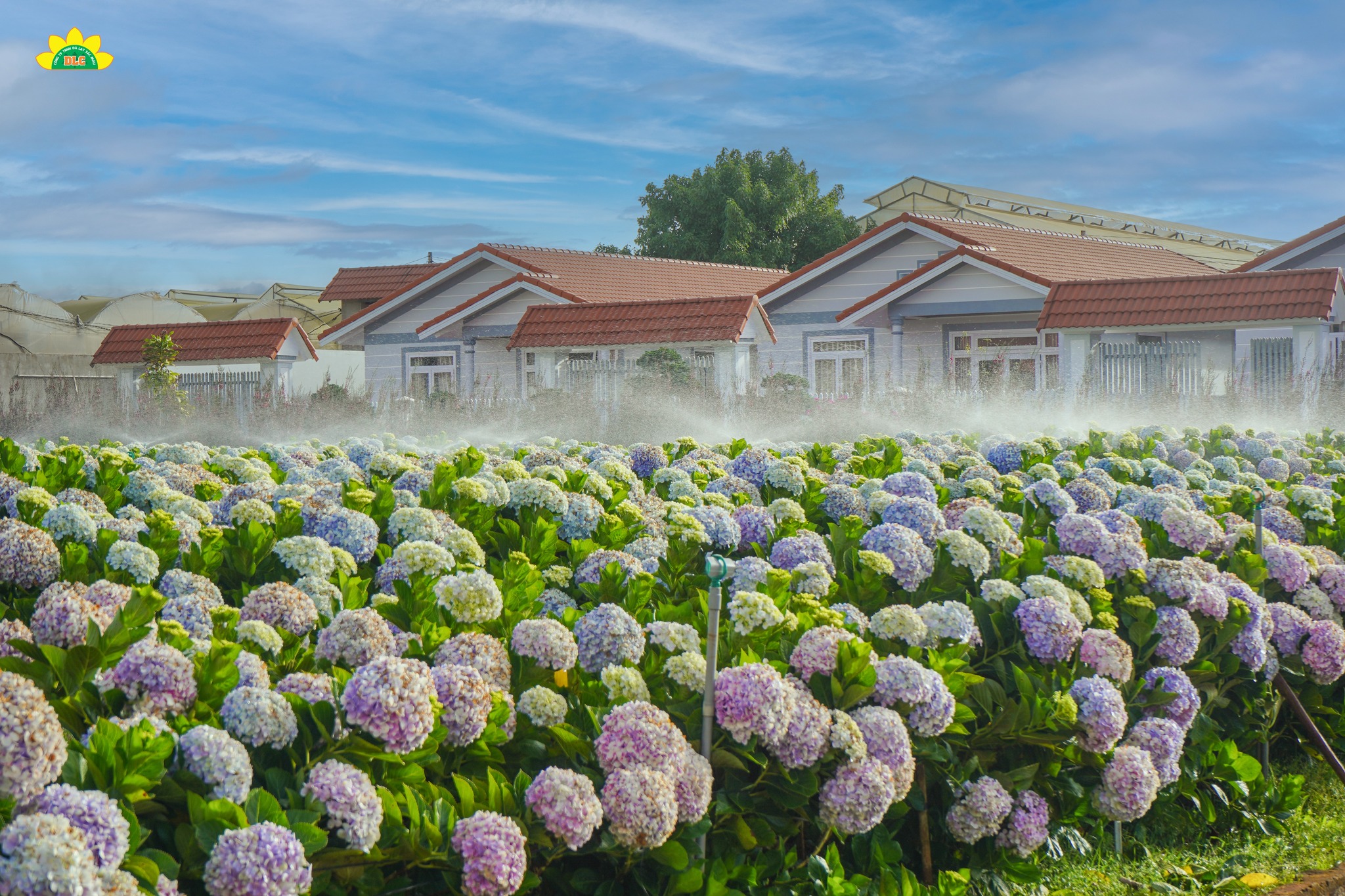 Khám phá vườn hoa cẩm tú cầu lớn nhất Đà Lạt tại KDL Vạn Hoa