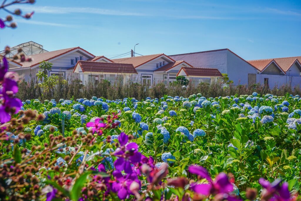 Khám phá vườn hoa cẩm tú cầu lớn nhất Đà Lạt tại KDL Vạn Hoa