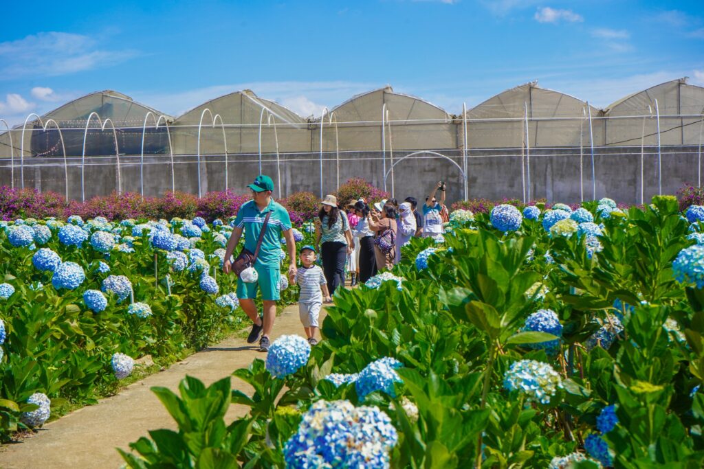 Khám phá vườn hoa cẩm tú cầu lớn nhất Đà Lạt tại KDL Vạn Hoa