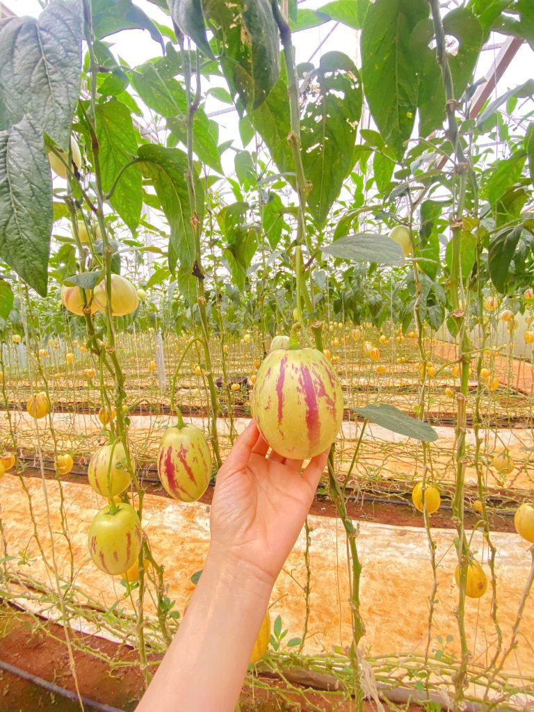 Vườn dưa pepino lớn nhất Đà Lạt tại KDL Vạn Hoa