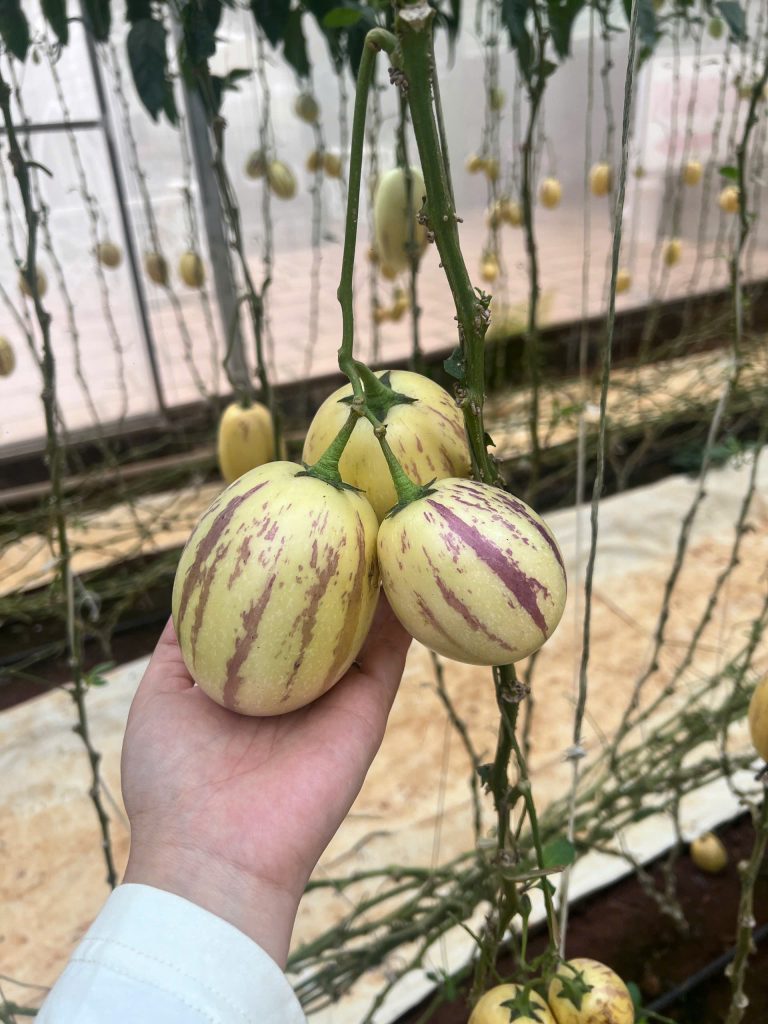 Vườn dưa pepino lớn nhất Đà Lạt tại KDL Vạn Hoa