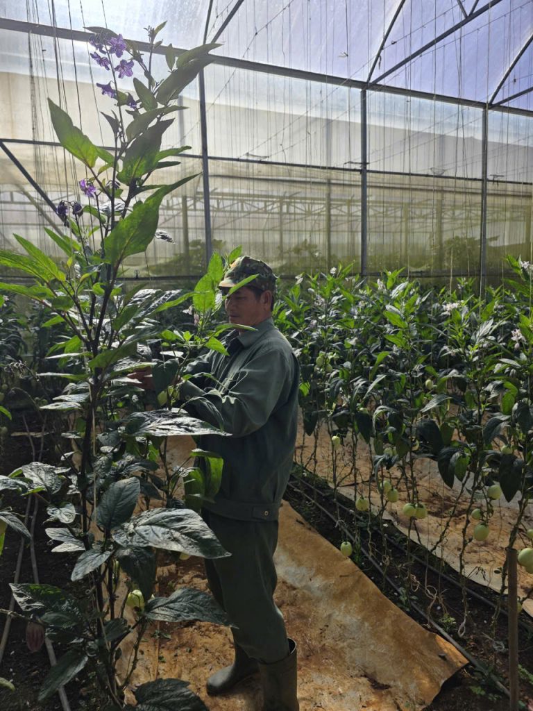 Vườn dưa pepino lớn nhất Đà Lạt tại KDL Vạn Hoa