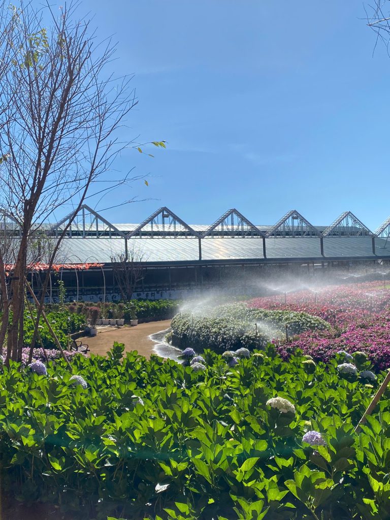 Du lịch Đà Lạt mùa xuân, chạm vào sự dễ chịu nhất trong năm