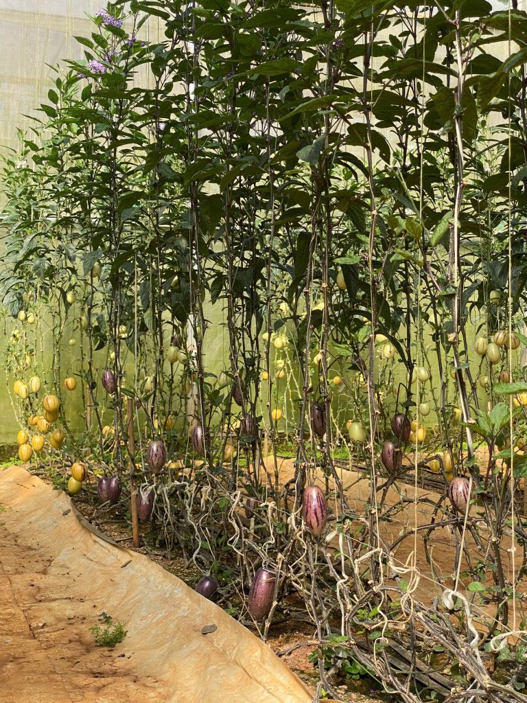 Du lịch Đà Lạt mùa xuân, chạm vào sự dễ chịu nhất trong năm