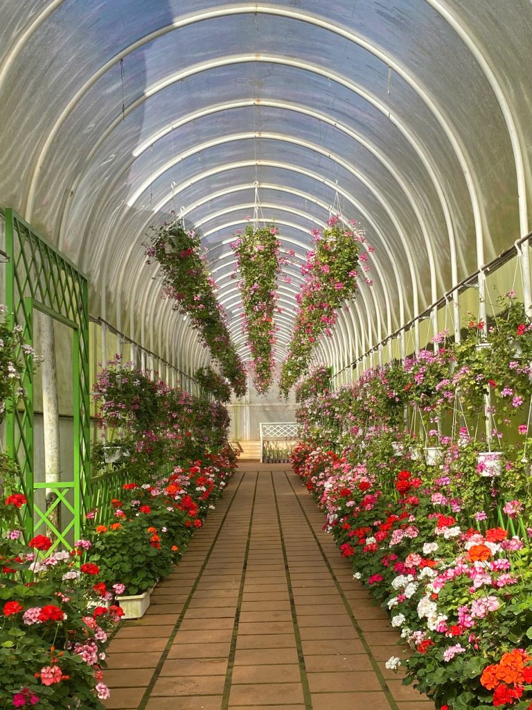 Du lịch Đà Lạt mùa xuân, chạm vào sự dễ chịu nhất trong năm