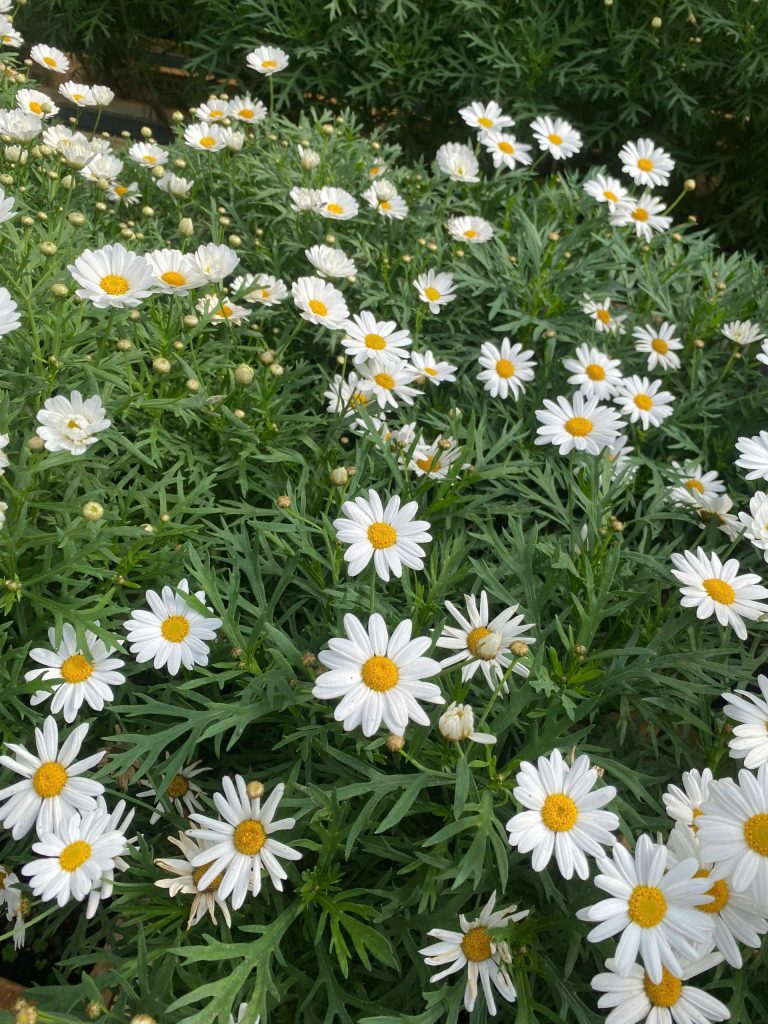 Du lịch Đà Lạt mùa xuân, chạm vào sự dễ chịu nhất trong năm