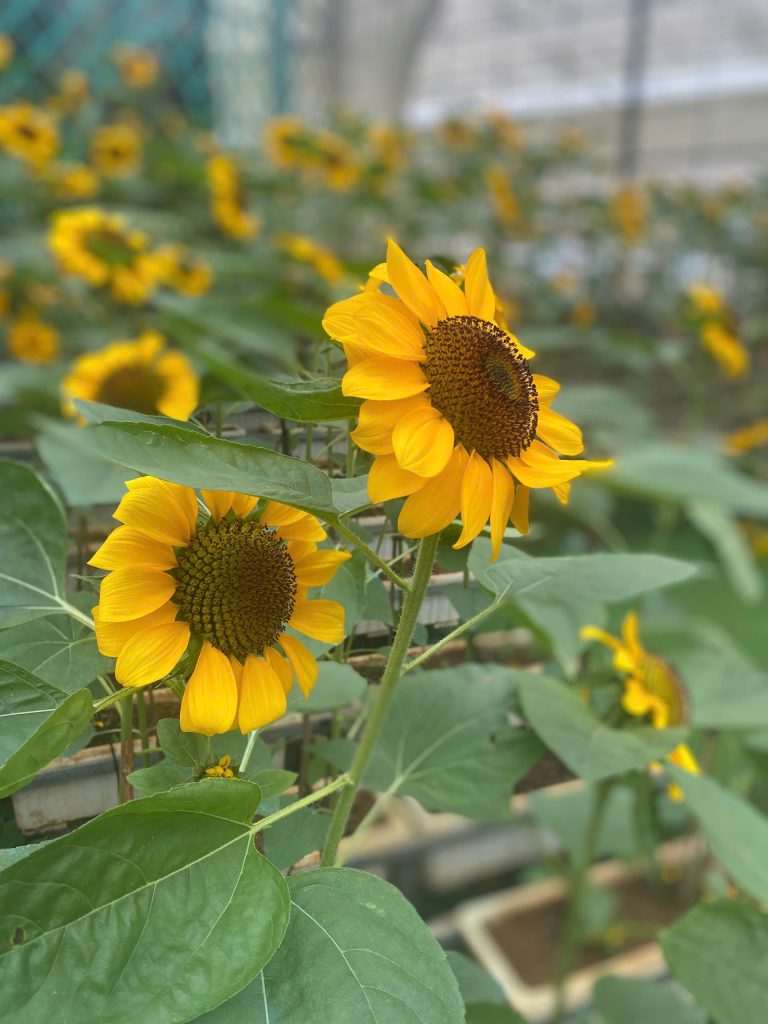 Hành trình đi tìm truyền thuyết các loài hoa của Đà Lạt.