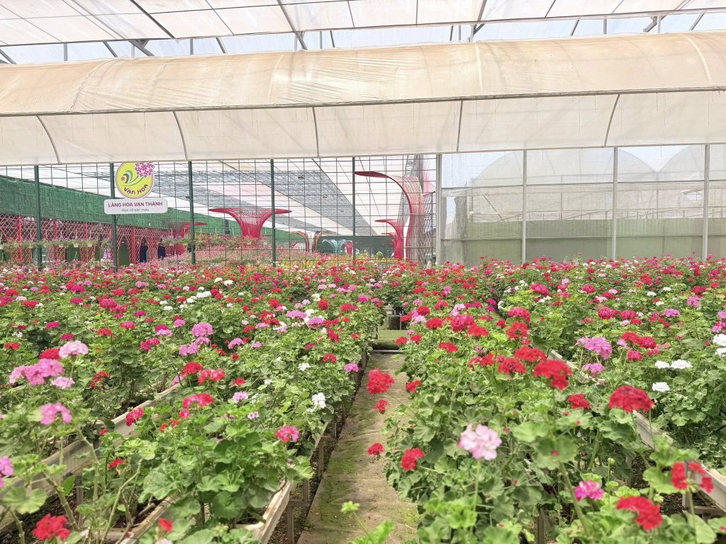 Hành trình đi tìm truyền thuyết các loài hoa của Đà Lạt.