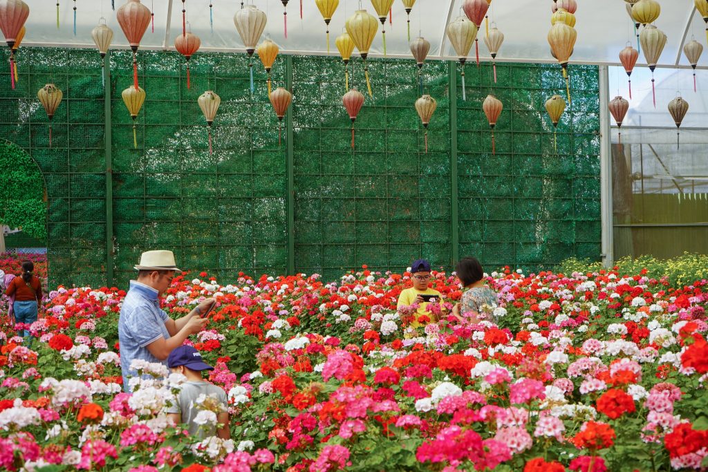 Hành trình đi tìm truyền thuyết các loài hoa của Đà Lạt.