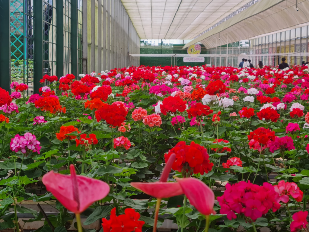 Hành trình đi tìm truyền thuyết các loài hoa của Đà Lạt.