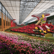 Hành trình đi tìm truyền thuyết các loài hoa của Đà Lạt.