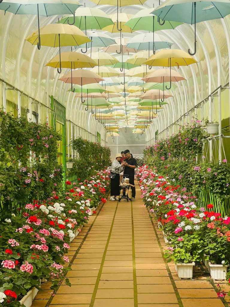 Kỹ thuật trồng hoa trong nhà kính, bước chuyển mình của nông nghiệp hiện đại