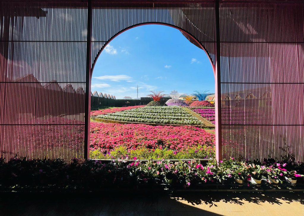 Kỹ thuật trồng hoa trong nhà kính, bước chuyển mình của nông nghiệp hiện đại