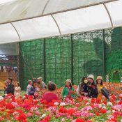 Kỹ thuật trồng hoa trong nhà kính, bước chuyển mình của nông nghiệp hiện đại