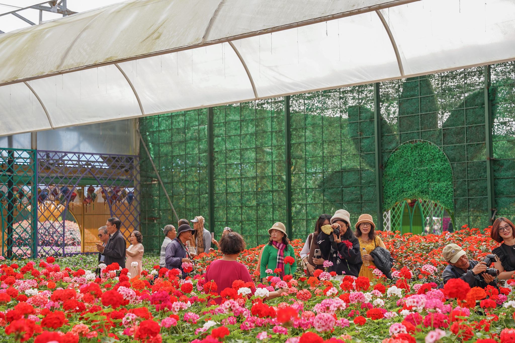 Kỹ thuật trồng hoa trong nhà kính, bước chuyển mình của nông nghiệp hiện đại