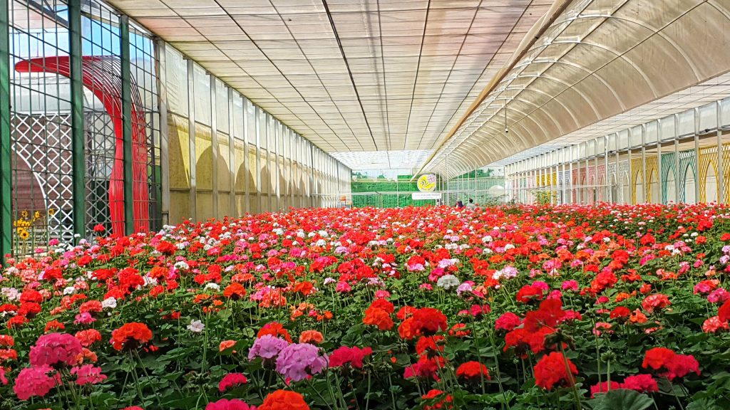 Lễ hội hoa Đà Lạt qua các năm