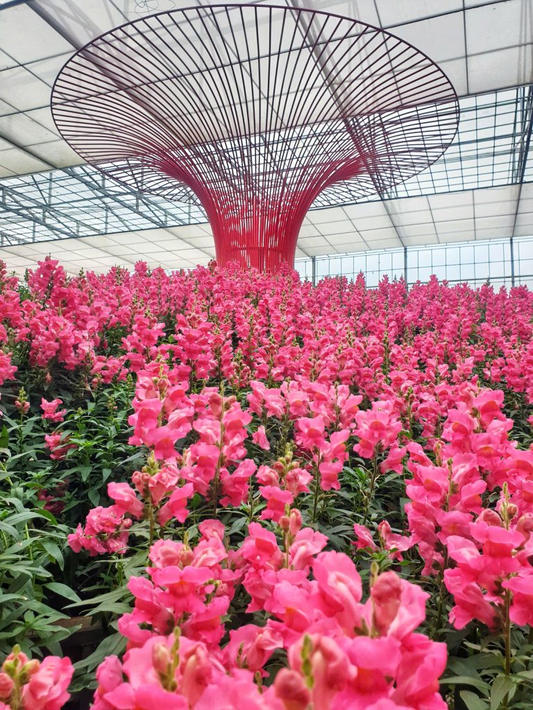 Lễ hội hoa Đà Lạt qua các năm