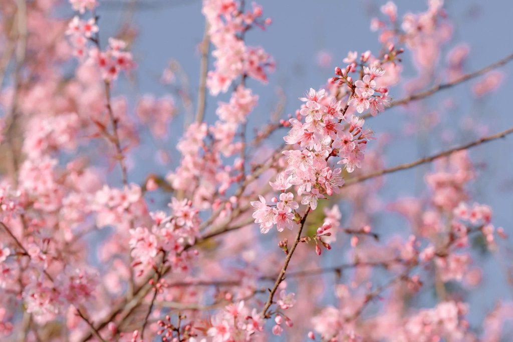 Sắc hồng mai anh đào trong tâm thức và nhịp sống người Đà Lạt