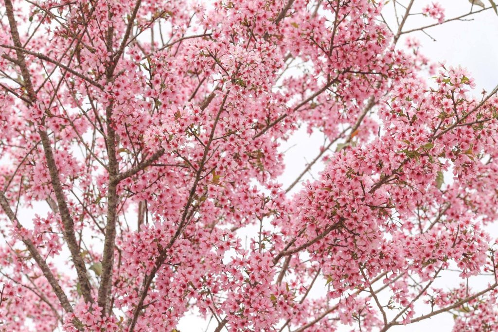 Sắc hồng mai anh đào trong tâm thức và nhịp sống người Đà Lạt