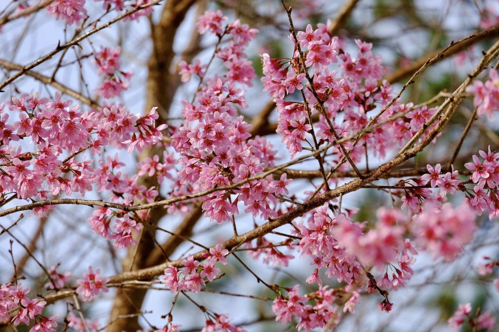 Sắc hồng mai anh đào trong tâm thức và nhịp sống người Đà Lạt
