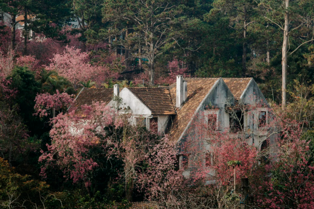 Sắc hồng mai anh đào trong tâm thức và nhịp sống người Đà Lạt