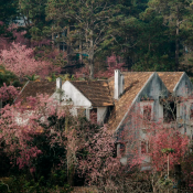 Sắc hồng mai anh đào trong tâm thức và nhịp sống người Đà Lạt