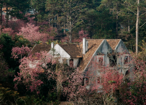 Sắc hồng mai anh đào Đà Lạt trong tâm thức và nhịp sống phố núi