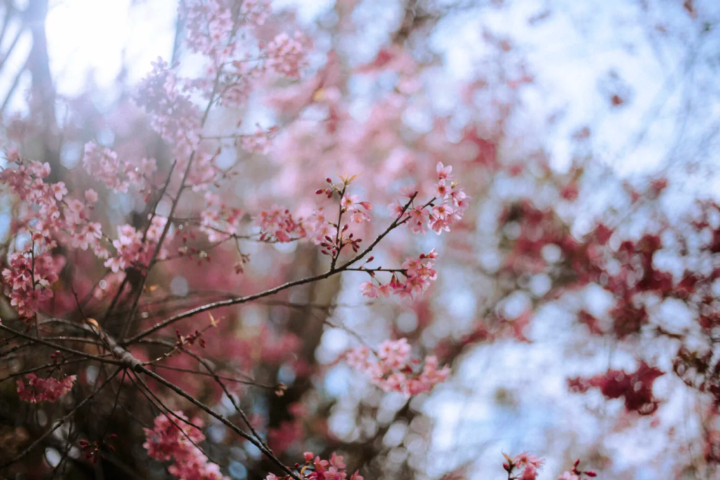 Sắc hồng mai anh đào trong tâm thức và nhịp sống người Đà Lạt