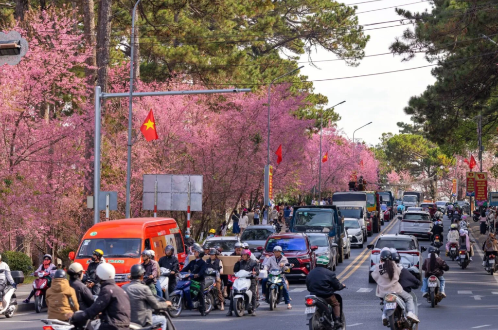 Sắc hồng mai anh đào trong tâm thức và nhịp sống người Đà Lạt