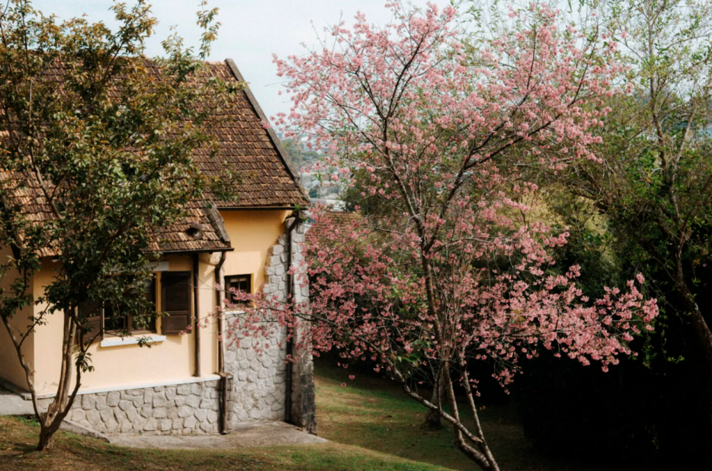 Sắc hồng mai anh đào trong tâm thức và nhịp sống người Đà Lạt