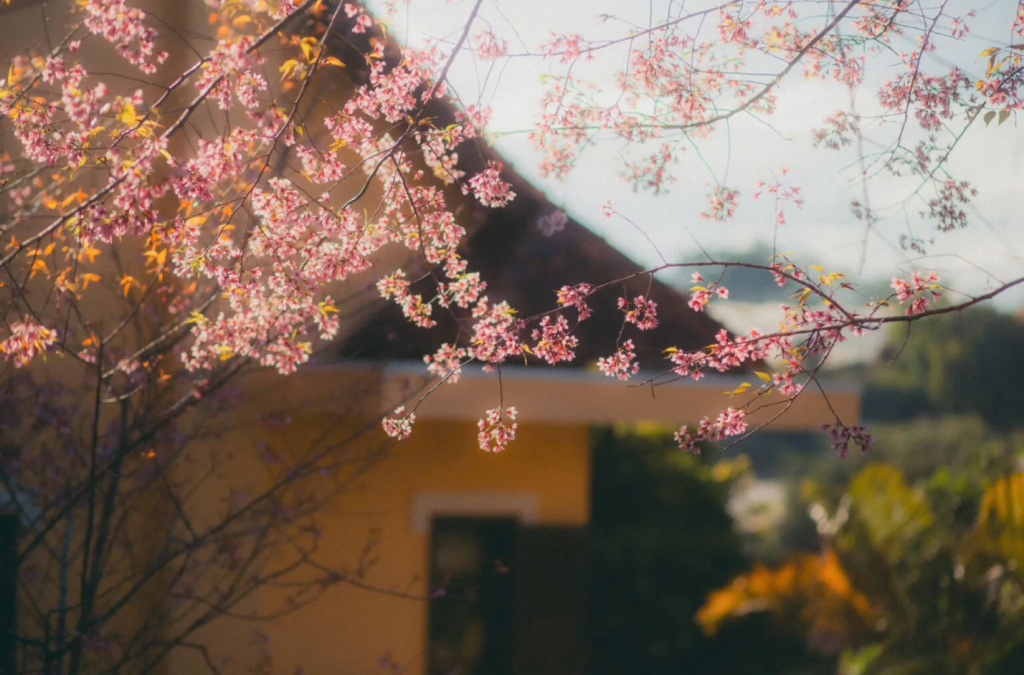 Sắc hồng mai anh đào trong tâm thức và nhịp sống người Đà Lạt