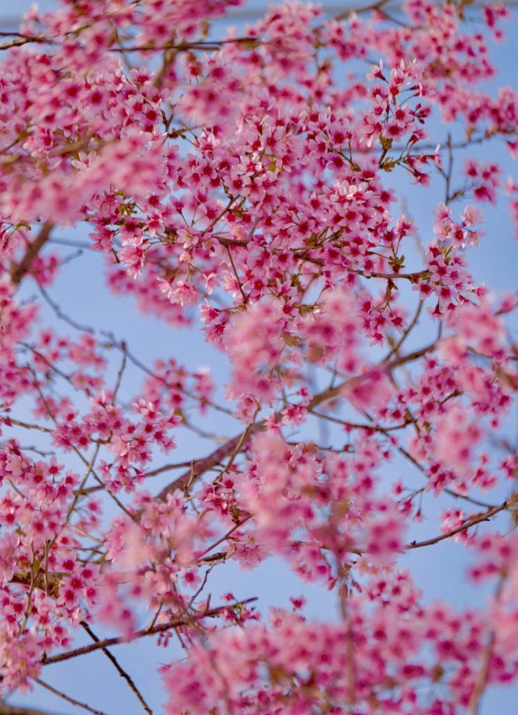 Sắc hồng mai anh đào trong tâm thức và nhịp sống người Đà Lạt